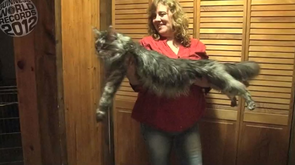 Katten Stewie är en av de längsta i världen med sina 123 cm.